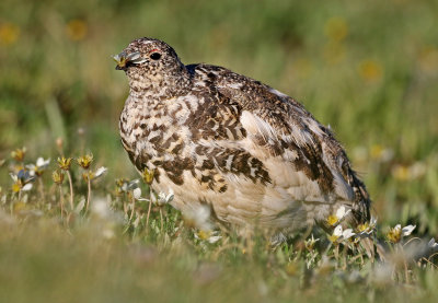 White-tailed Ptarmigan 2019-07-21