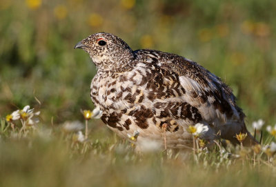 White-tailed Ptarmigan 2019-07-21