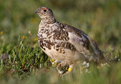 White-tailed Ptarmigan 2019-07-21
