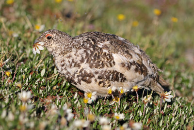 White-tailed Ptarmigan 2019-07-21