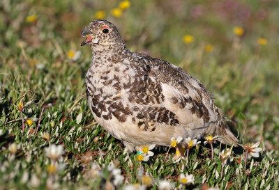 White-tailed Ptarmigan 2019-07-21