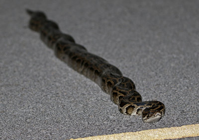 Burmese Python 2019-08-04