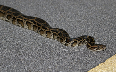 Burmese Python 2019-08-04