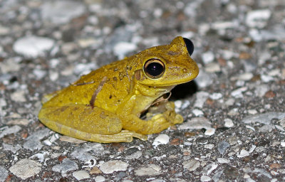 Cuban Treefrog 2019-08-04