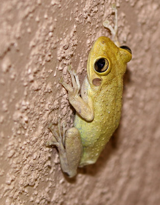 Cuban Treefrog 2019-08-04