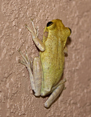 Cuban Treefrog 2019-08-04