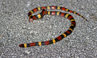 DOR Scarlet Kingsnake 2019-08-04