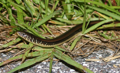 Eastern Glass Lizard 2019-08-04