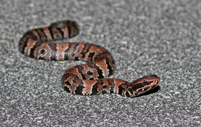 Florida Cottonmouth 2019-08-04