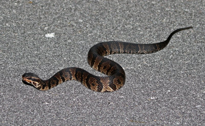 Florida Cottonmouth 2019-08-04