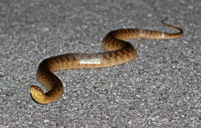 Florida Green Water Snake 2019-08-04