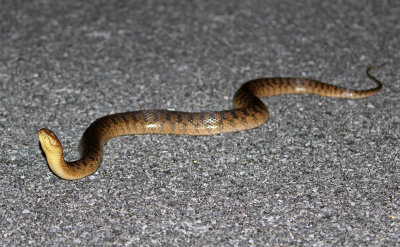 Florida Green Water Snake 2019-08-04