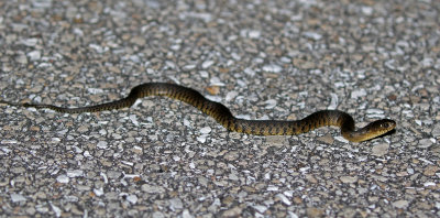 Florida Green Water Snake 2019-08-04