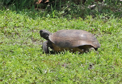 Gopher Tortoise 2019-08-04
