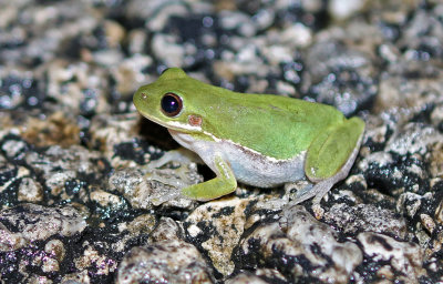 Green Treefrog 2019-08-04