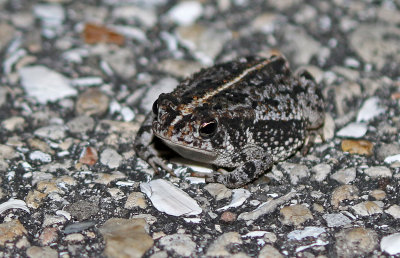 Oak Toad 2019-08-04