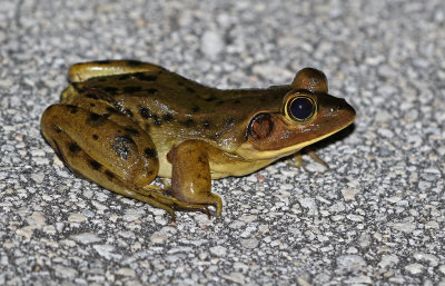 Pig Frog 2019-08-04