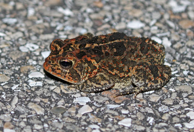 Southern Toad 2019-08-04