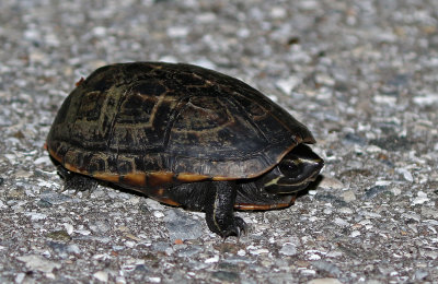 Striped Mud Turtle 2019-08-04
