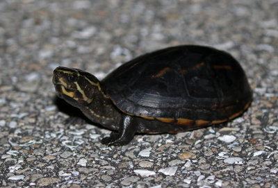 Striped Mud Turtle 2019-08-04