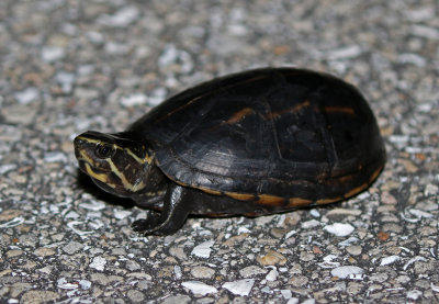Striped Mud Turtle 2019-08-04