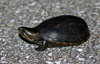 Striped Mud Turtle 2019-08-04