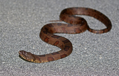 Brown Water Snake 2019-08-03