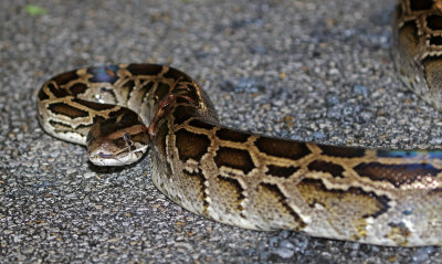 Burmese Python 2019-08-03