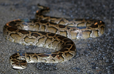 Burmese Python 2019-08-03