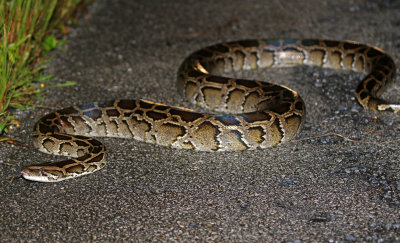 Burmese Python 2019-08-03