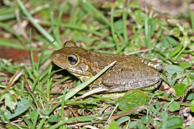Cuban Treefrog 2019-08-03