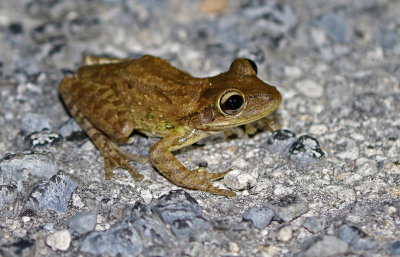 Cuban Treefrog 2019-08-03