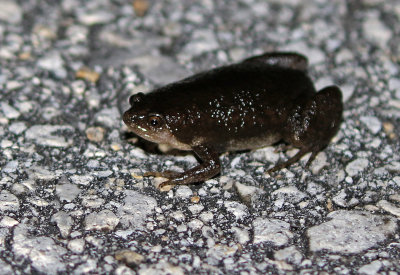 Eastern Narrow-mouthed Toad 2019-08-03