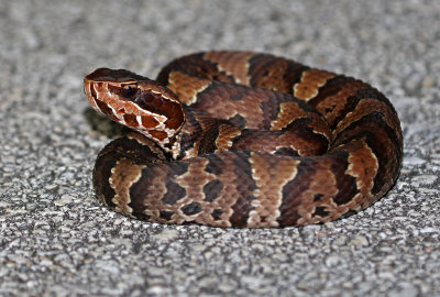 Florida Cottonmouth 2019-08-03