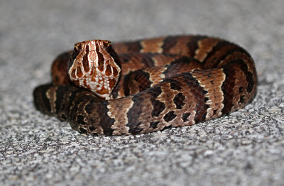 Florida Cottonmouth 2019-08-03
