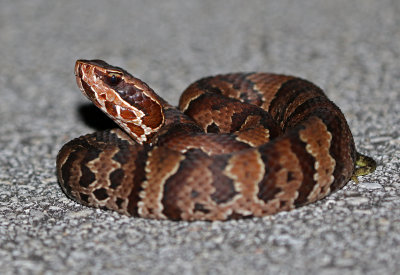 Florida Cottonmouth 2019-08-03