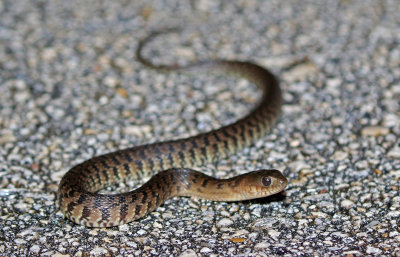 Florida Green Water Snake 2019-08-03