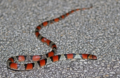 Florida Scarlet Snake 2019-08-03