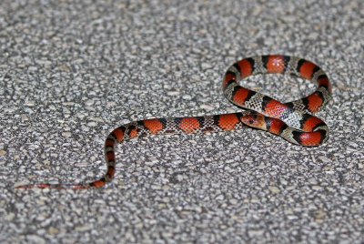 Florida Scarlet Snake 2019-08-03