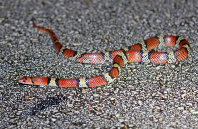 Florida Scarlet Snake 2019-08-03