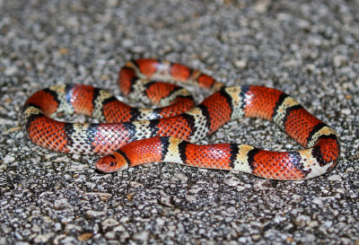 Florida Scarlet Snake 2019-08-03