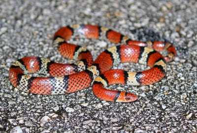 Florida Scarlet Snake 2019-08-03