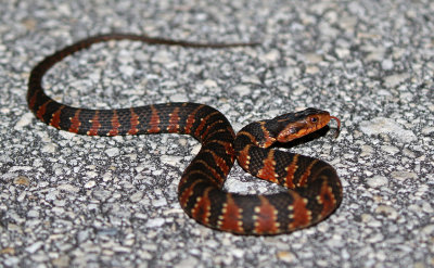 Florida Water Snake 2019-08-03