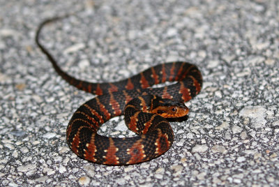 Florida Water Snake 2019-08-03