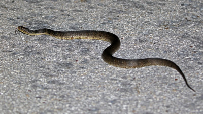 Florida Water Snake 2019-08-03