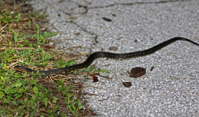 Florida Water Snake 2019-08-03