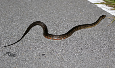 Florida Water Snake 2019-08-03