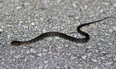 Florida Water Snake 2019-08-03