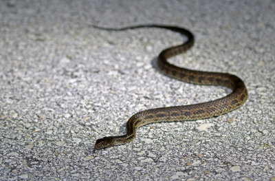 Florida Water Snake 2019-08-03