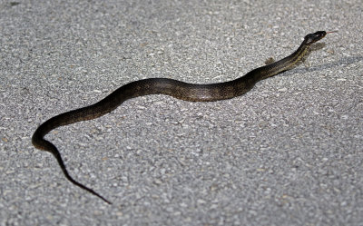 Florida Water Snake 2019-08-03